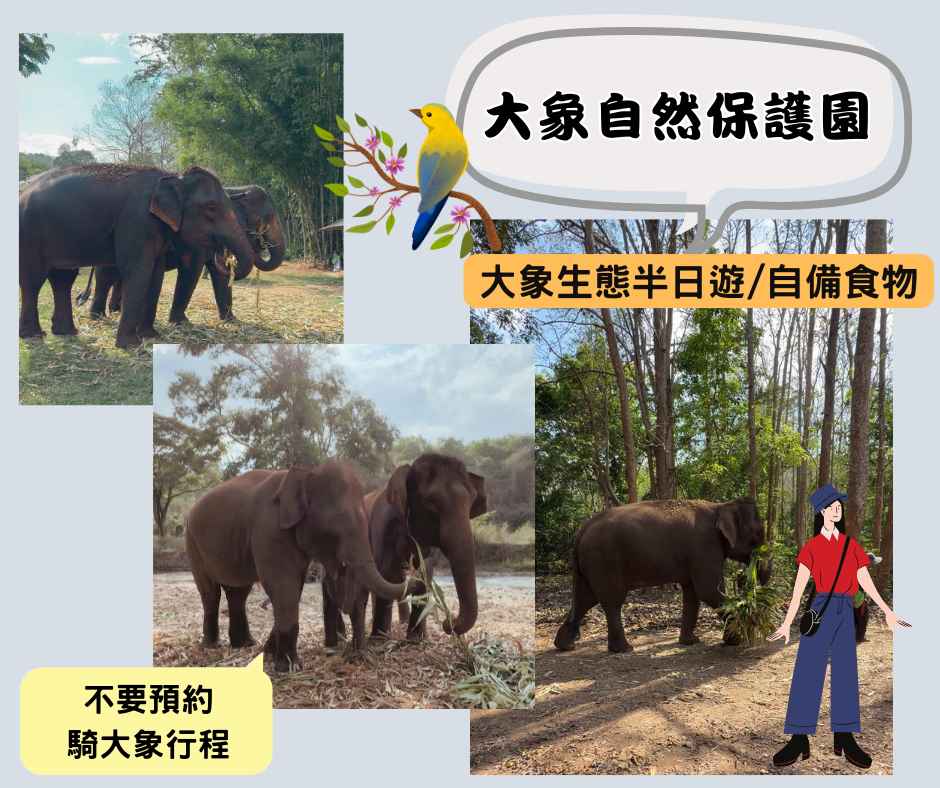 清邁素食旅遊|素食者必訪5大行程攻略 4 清邁素食注意點~大象自然保護園~大象生態半日遊
